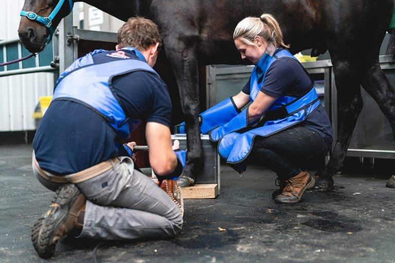 X-Ray - Field Equine Vets